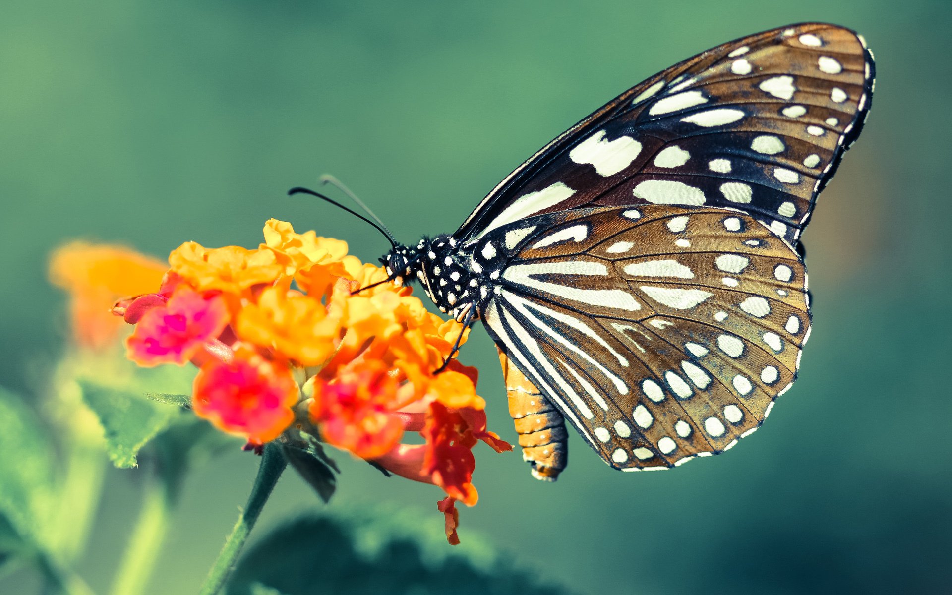 舞台越广阔,光芒越耀眼,辽宁队强势晋级,武切维奇展现巨星本色